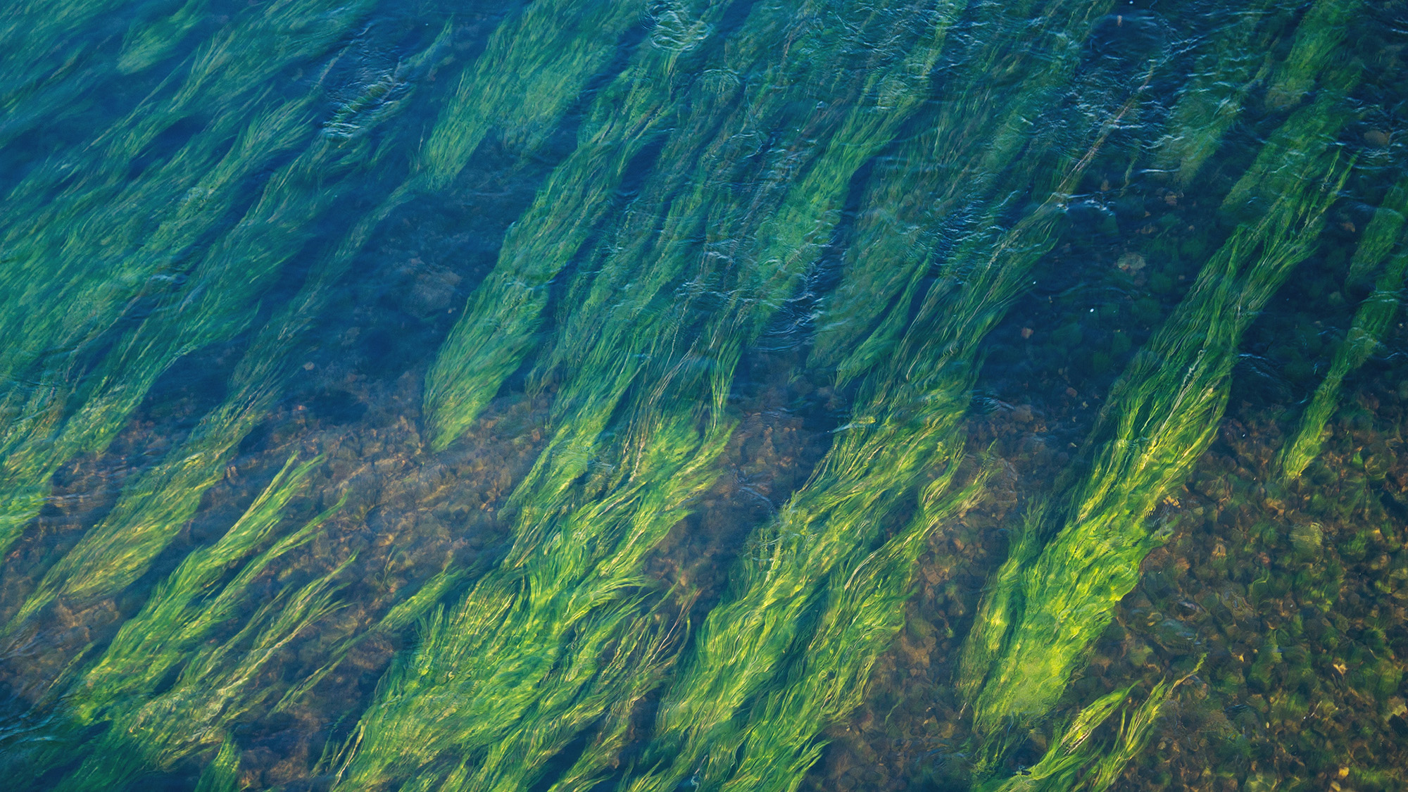 Seegras im Wasser