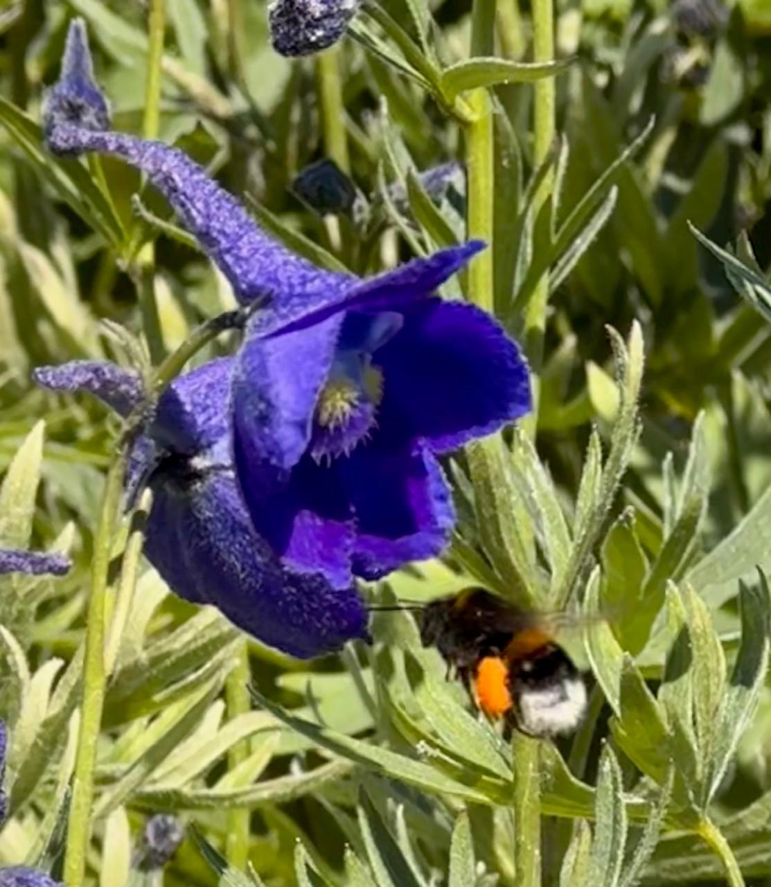 Hummel sitzt auf einer Blüte.
