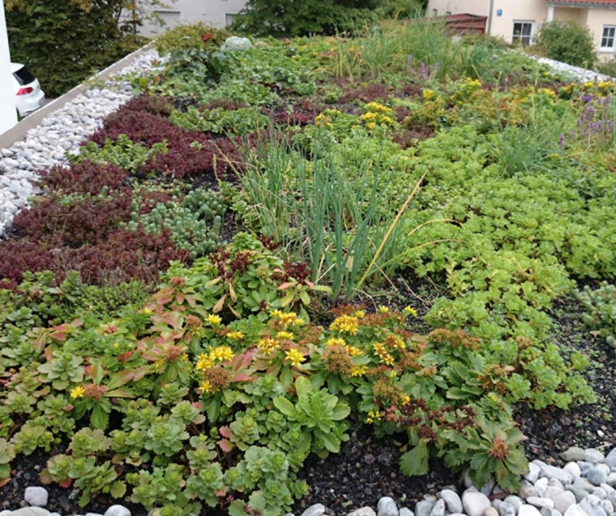 Wohnhaus mit begrünter Fassade – Fassadenbegrünung als natürlicher Hitzeschutz und Teil klimafreundlicher Stadtgestaltung.