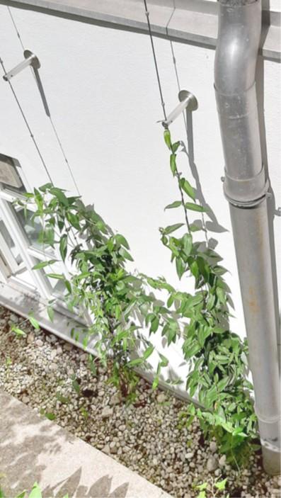 BBegrünte Hauswand mit Rankhilfe und Kletterpflanzen – Fassadenbegrünung als natürlicher Hitzeschutz.