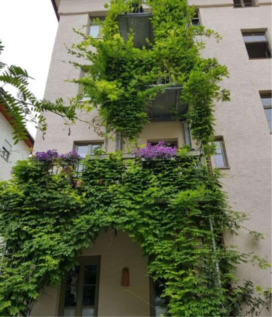 Begrüntes Hauswand mit Rankhilfe – Pflanzen an der Fassade als natürlicher Hitzeschutz.