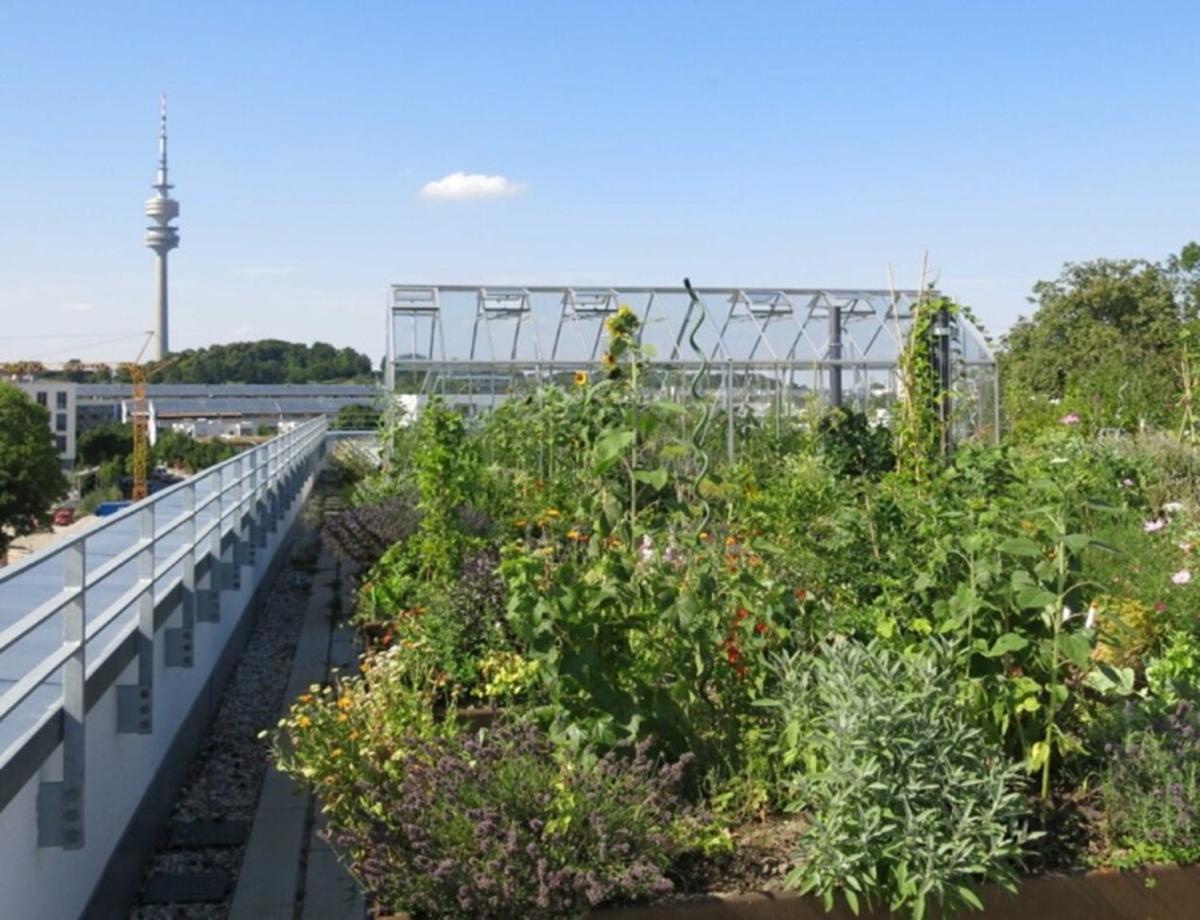 Begrüntes Dach mit Pflanzen auf einem Haus – Dachbegrünung als natürlicher Hitzeschutz und Klimaanpassung.