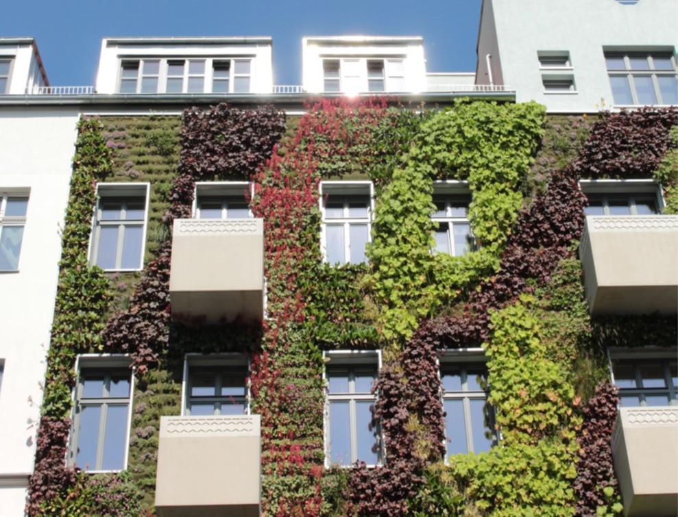 Grüne Pflanzen an einer Hauswand als Hitzeschutz und Klimaanpassung.