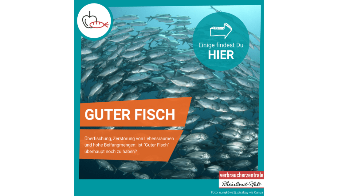 Guter Fisch. Überfischung, Zerstörung von Lebensräumen und hohe Beifangmengen: ist "Guter Fisch" überhaupt noch zu haben? 