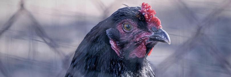 Foto eines Huhns hinter Maschendrahtzaun