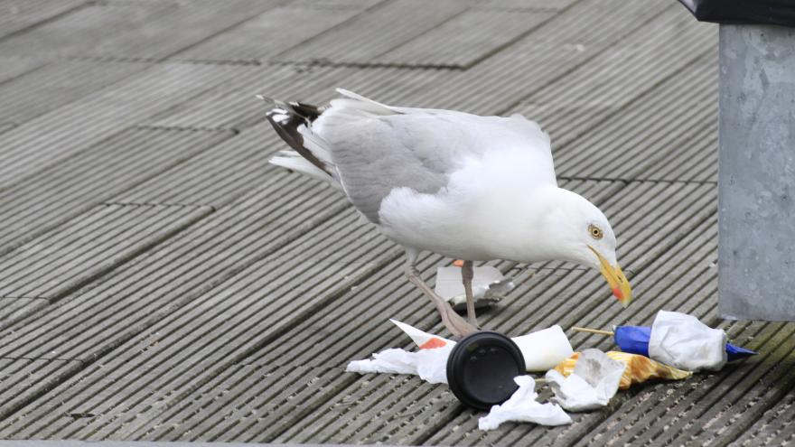 Eine Möwe pickt neben einem Mülleimer in einem Haufen Abfall.