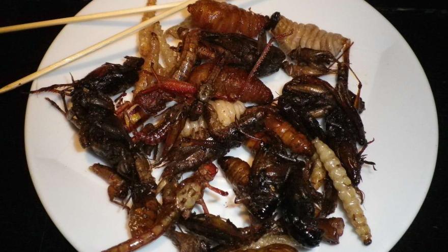 Insekten auf dem Teller