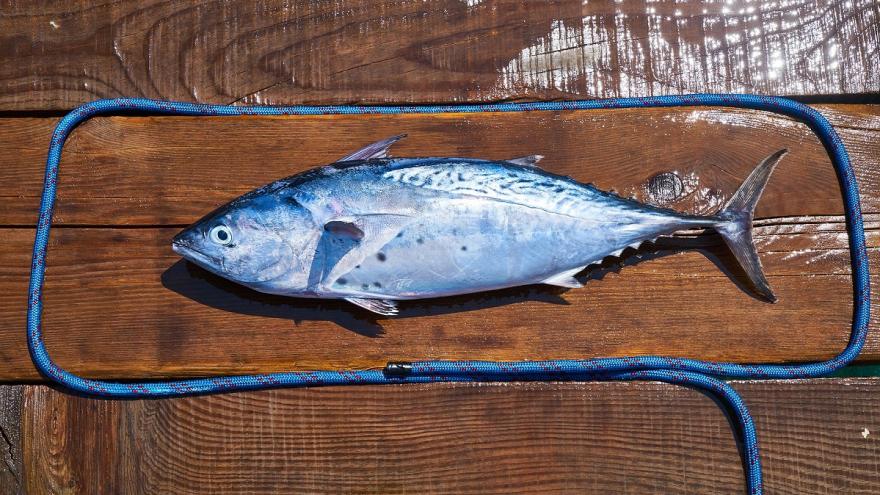 Ein Fisch liegt auf einer Holzplanke, umrahmt von einem Seil. 