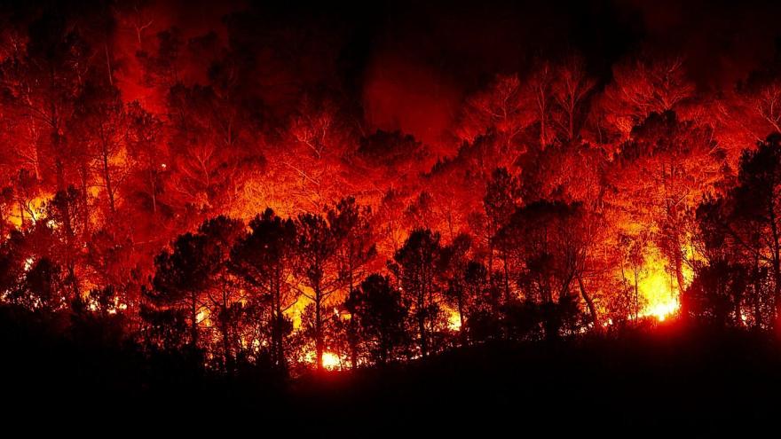 Waldbrand Feuer
