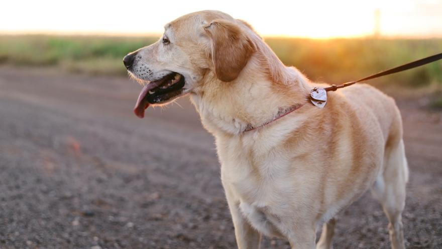 Ein Hund an der Leine. 