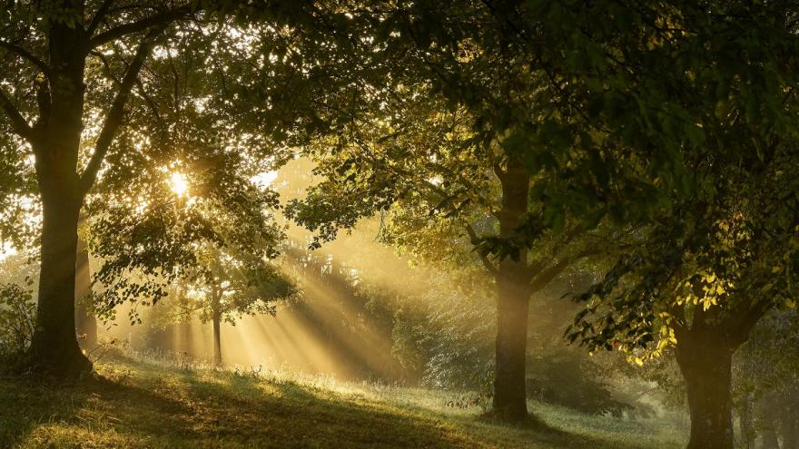 Eine Waldlichtung durchflutet von Sonnenlicht.