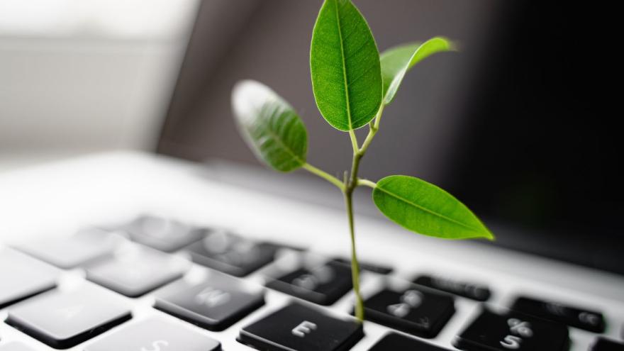 pflanze wächst auf laptop raus