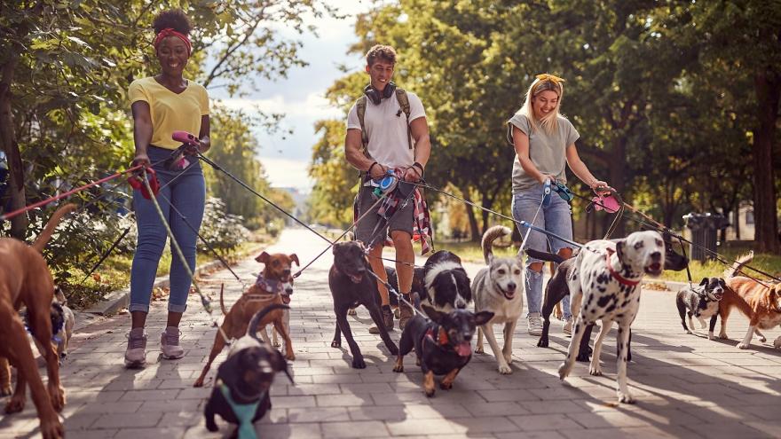 Drei junge Menschen führen viele Hunde Gassi.