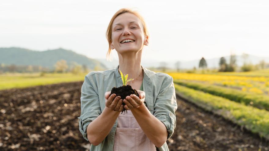 Junge Pflanze in den Händen im Hintergrund des landwirtschaftlichen Feldes. Frau, die in den Händen grüne Sprossensetzlinge auf schwarzem Boden hält. 
