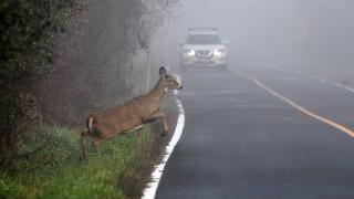 Ein Reh springt aus dem Wald auf die Straße und im Hintergrund fährt ein Auto.